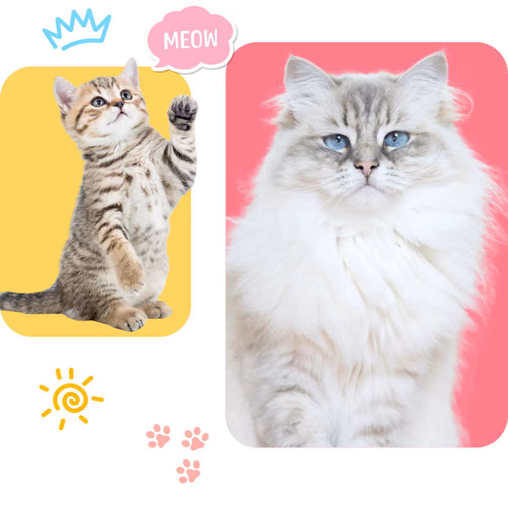 قطط مع رسومات