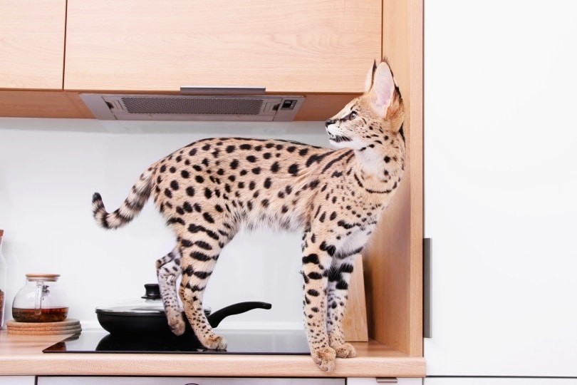 قط آشيرا Ashera