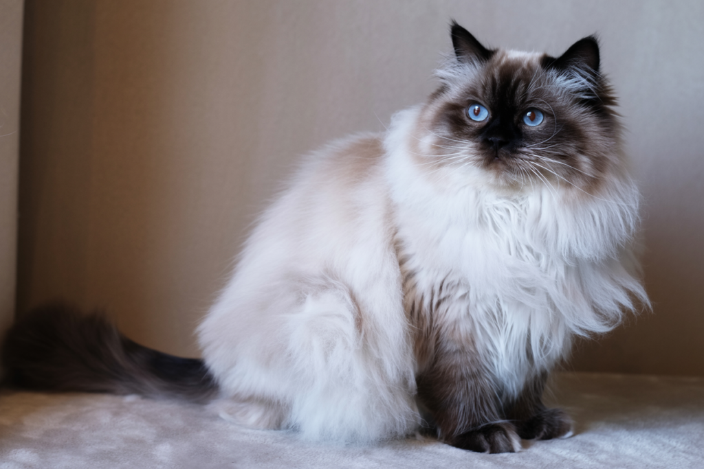 قط الهيمالايا Himalayan Cat