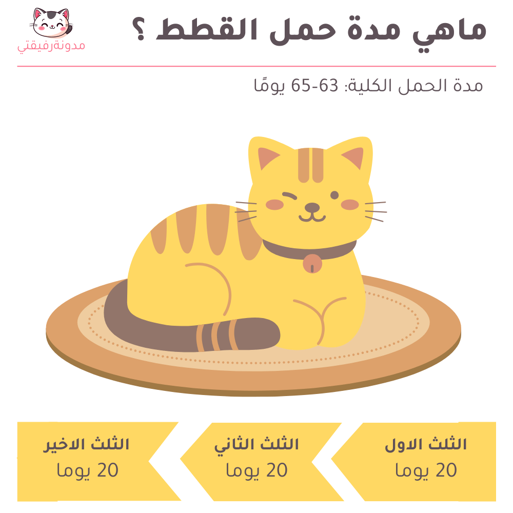 ماهي مدة حمل القطط